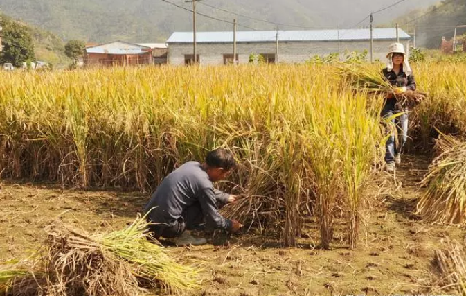 承包100亩地搞种植,可以注册农村合作社吗?